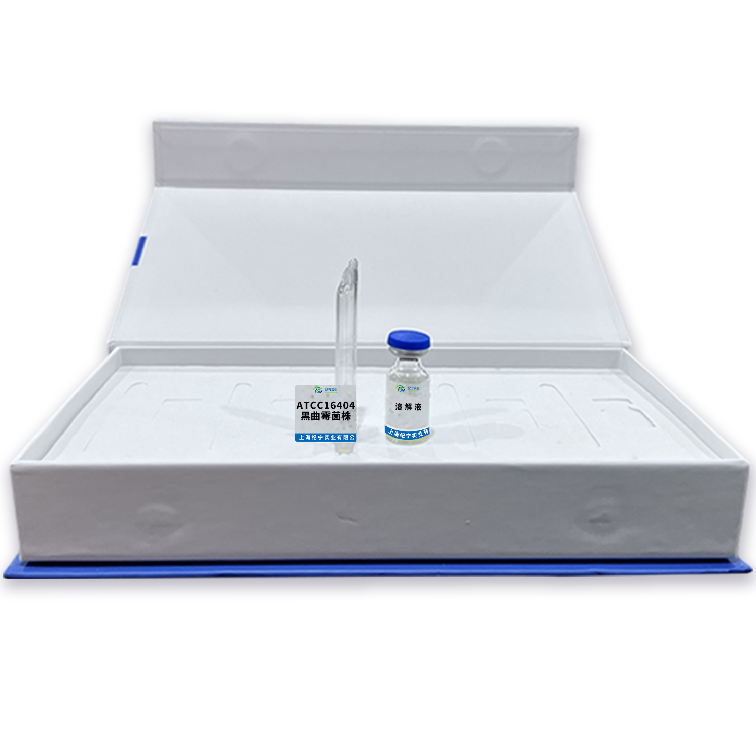 ATCC16404黑曲霉菌株