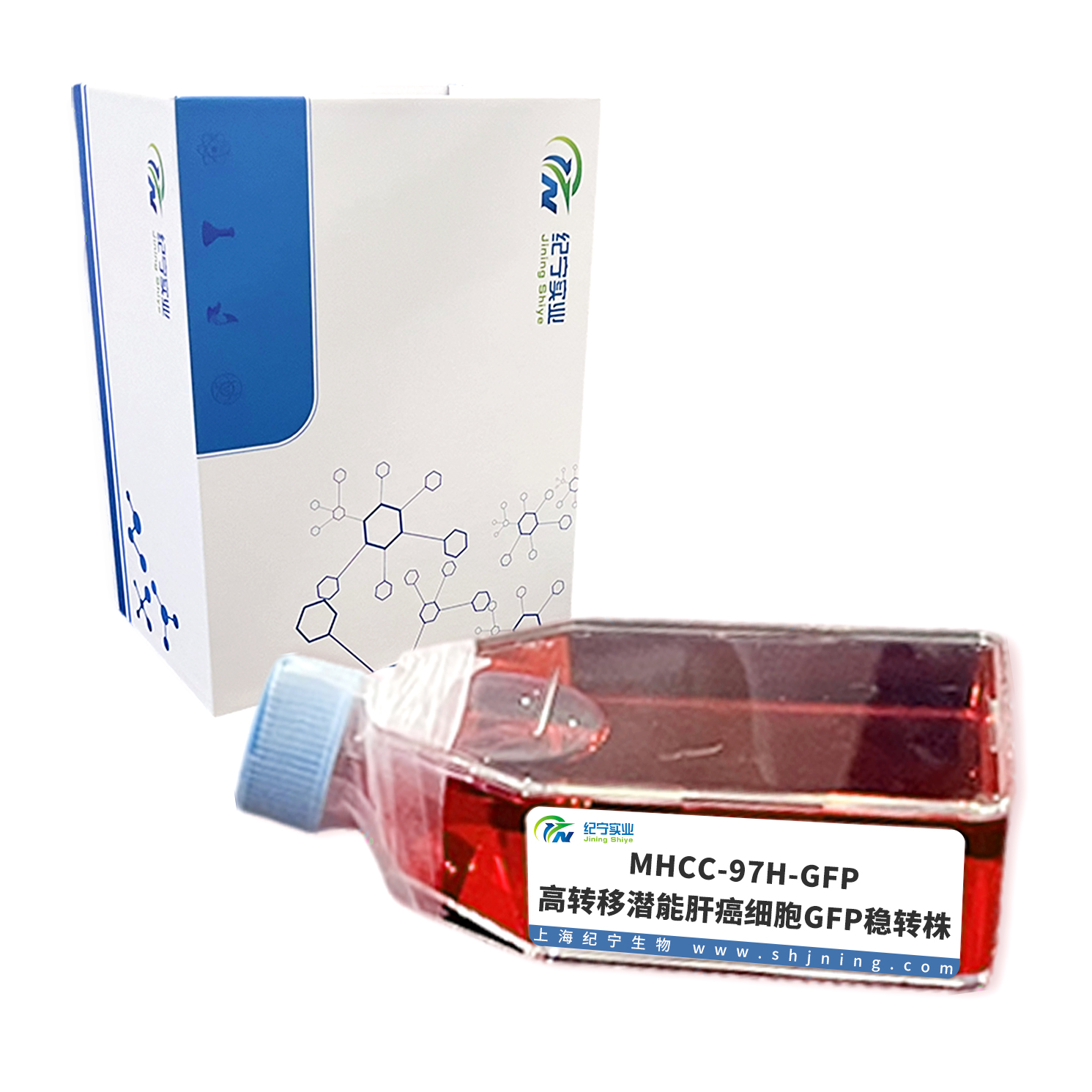 MHCC-97H-GFP 高轉(zhuǎn)移潛能肝癌細(xì)胞GFP穩(wěn)轉(zhuǎn)株
