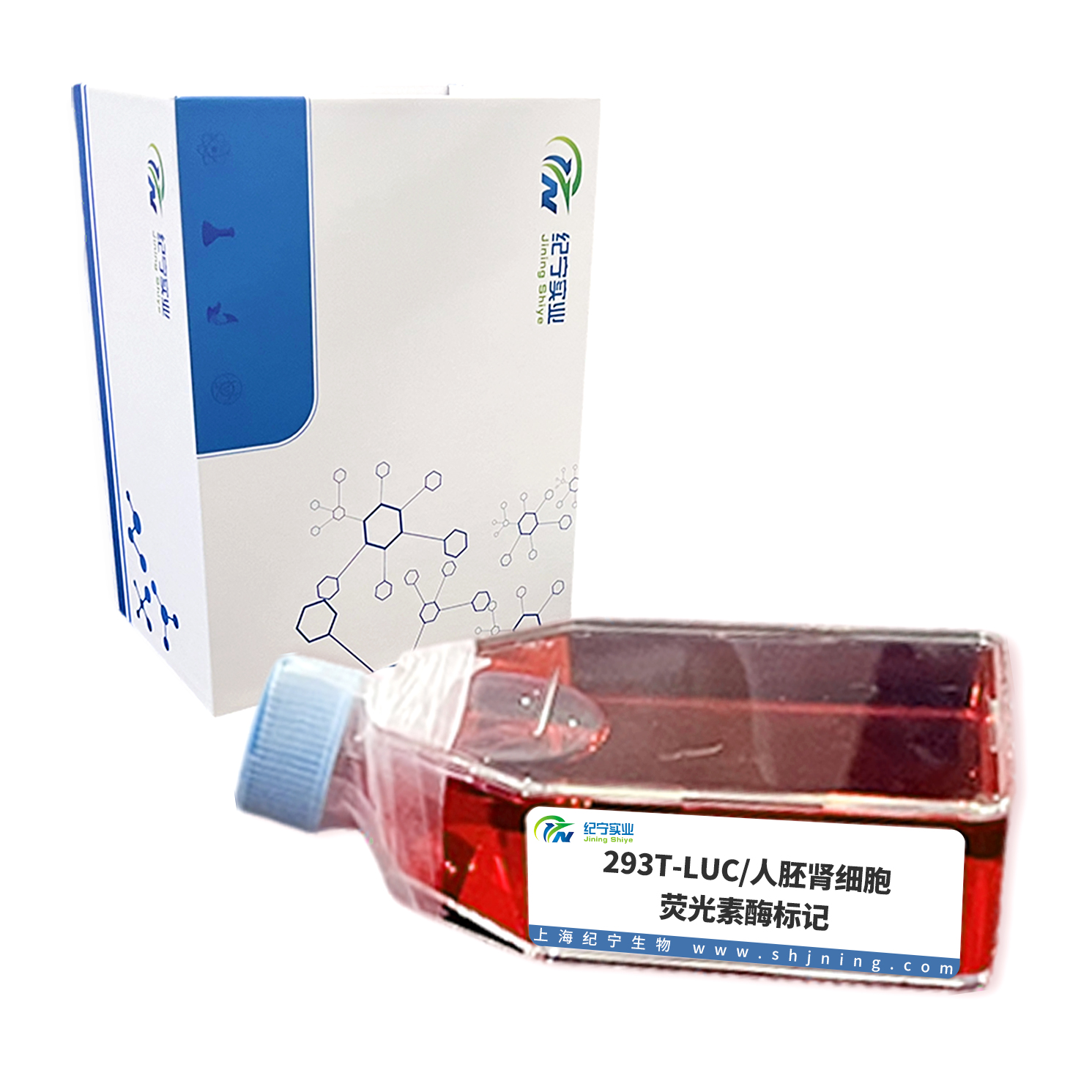 293T-LUC/人胚腎細胞-熒光素酶標(biāo)記