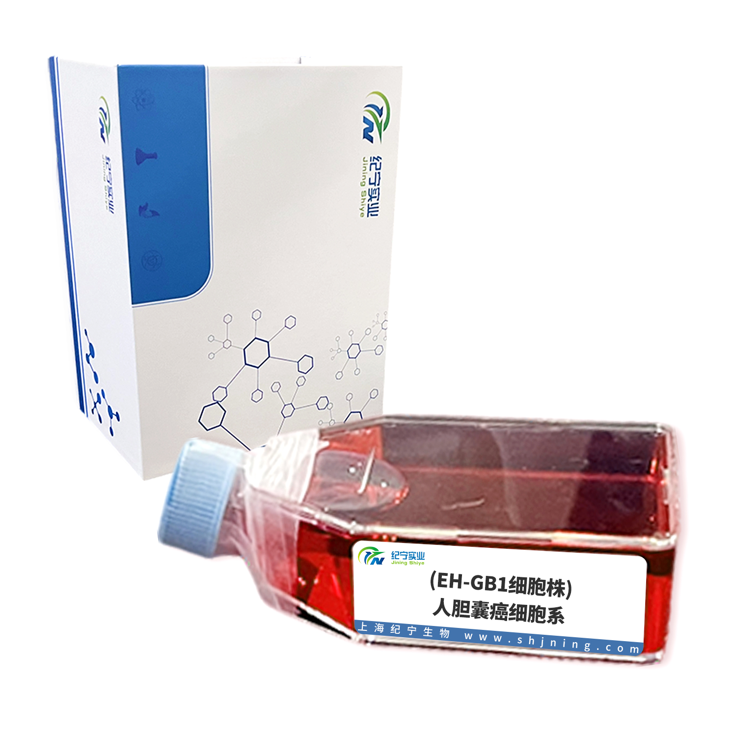 (EH-GB1細胞株)人膽囊癌細胞系
