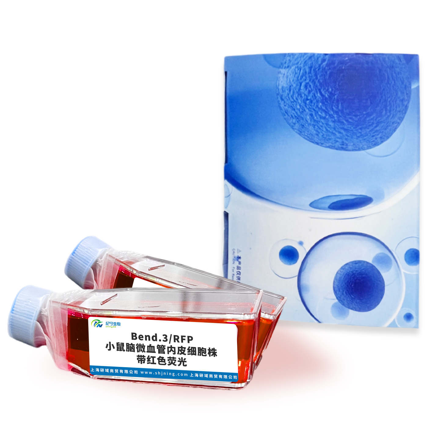  Bend.3/RFP小鼠腦微血管內(nèi)皮細(xì)胞株帶紅色熒光