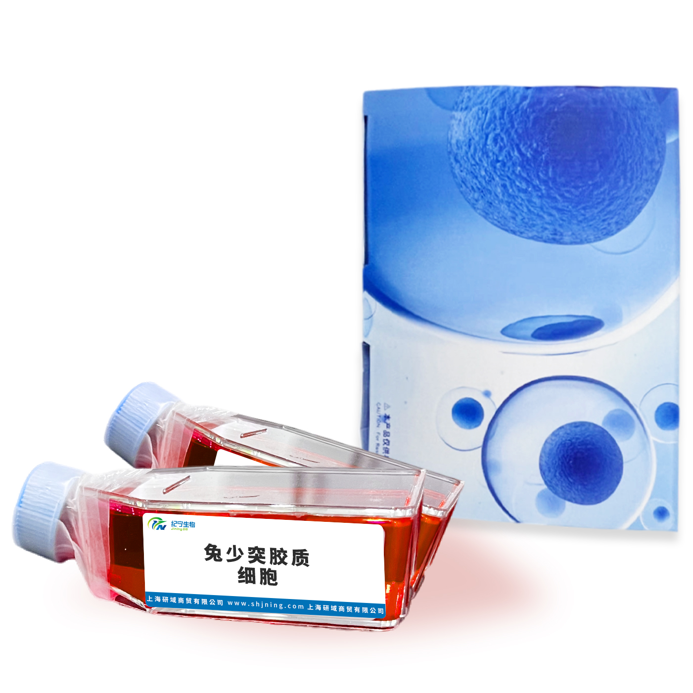 兔少突膠質(zhì)細胞