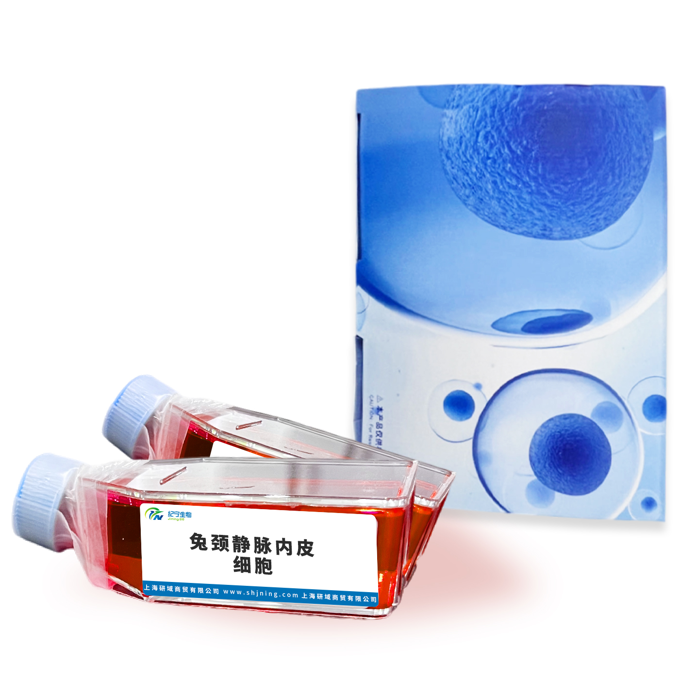 兔頸靜脈內(nèi)皮細(xì)胞